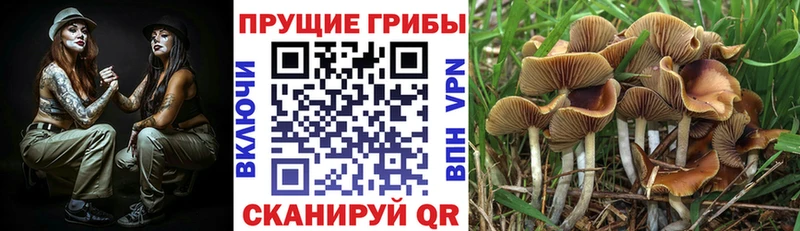 купить цена Харабали Псилоцибиновые грибы прущие грибы